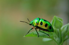 green-bug