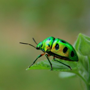 green-bug