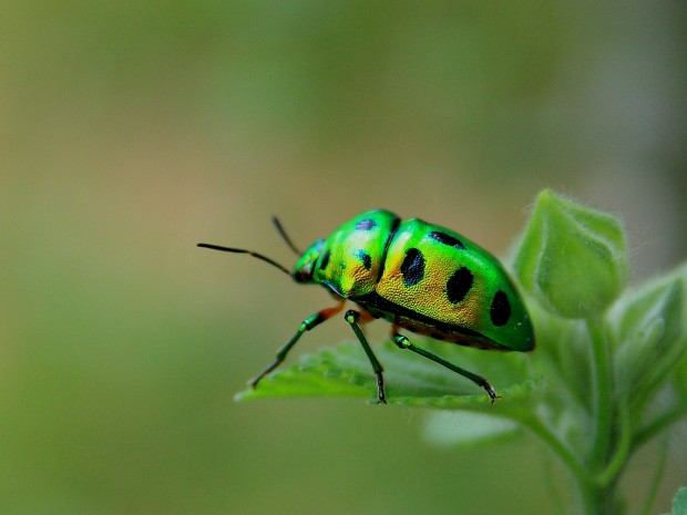 green-bug