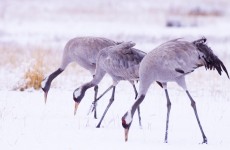 Las-aves-ya-no-huyen-del-frio-hungaro