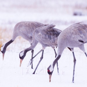 Las-aves-ya-no-huyen-del-frio-hungaro