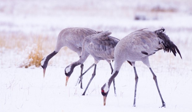 Las-aves-ya-no-huyen-del-frio-hungaro