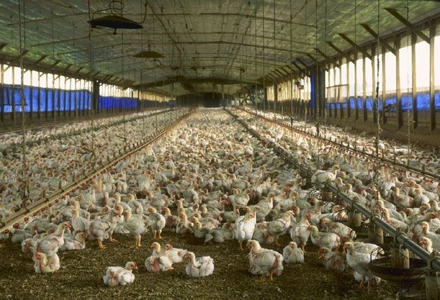  Imagen del documental Food Inc.