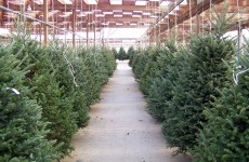 christmas-trees-for-sale-1303828861qOv