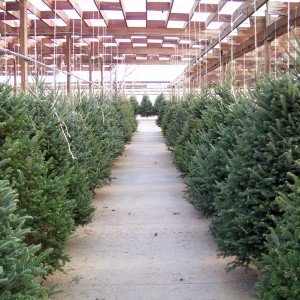 christmas-trees-for-sale-1303828861qOv