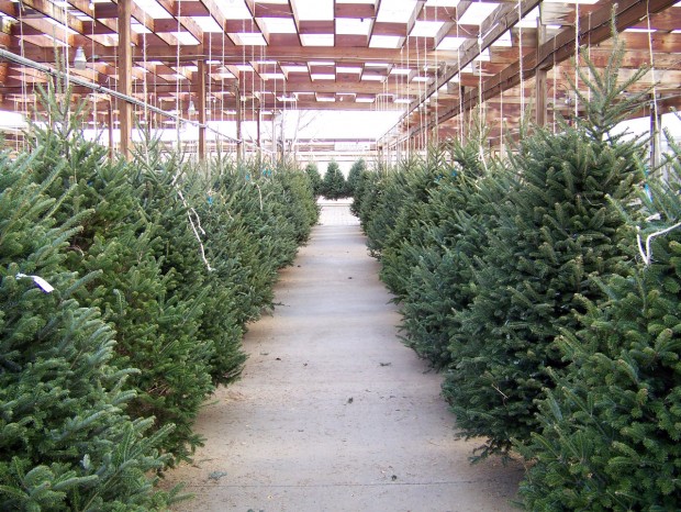 christmas-trees-for-sale-1303828861qOv