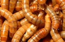 7_gusano_de_la_harina_1