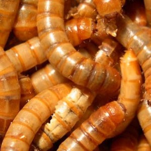 7_gusano_de_la_harina_1