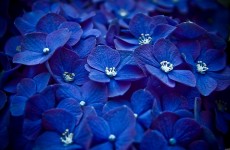 nature-flowers-macro-watermark-blue-flowers-hydrangeas-2560x1600-wallpaper-449477