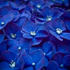 nature-flowers-macro-watermark-blue-flowers-hydrangeas-2560x1600-wallpaper-449477