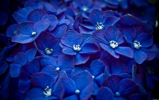 nature-flowers-macro-watermark-blue-flowers-hydrangeas-2560x1600-wallpaper-449477
