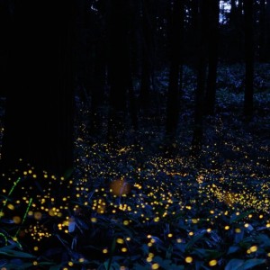 20130614_output_hd_cocolog-alternopolis-8-1200x520