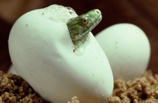 02 El huevo de la serpiente_