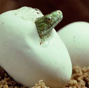 02 El huevo de la serpiente_