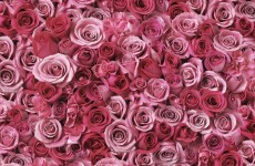 large pattern of pink roses