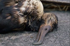 03 Albatros muerto_