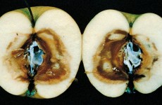 Phomopsis-mali-Bondoux