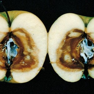 Phomopsis-mali-Bondoux