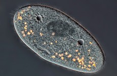 Paramecium showing macronucleus, water expulsion vacuolas and mounth.  Nikon TE-300, plan apo 20x/0.75 objective, DIC, flash, Canon T3i mounted on the front port of the TE-300.