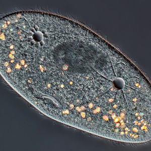 Paramecium showing macronucleus, water expulsion vacuolas and mounth.  Nikon TE-300, plan apo 20x/0.75 objective, DIC, flash, Canon T3i mounted on the front port of the TE-300.