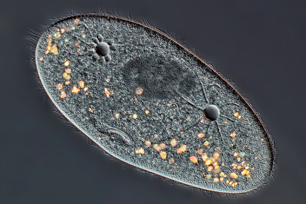 Paramecium showing macronucleus, water expulsion vacuolas and mounth.  Nikon TE-300, plan apo 20x/0.75 objective, DIC, flash, Canon T3i mounted on the front port of the TE-300.