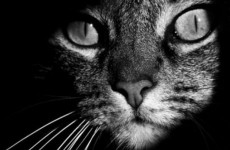 un-gato-tras-las-sombras_6801_w620