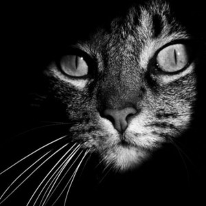 un-gato-tras-las-sombras_6801_w620