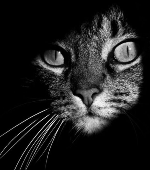 un-gato-tras-las-sombras_6801_w620