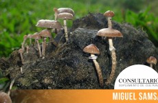 CINTILLO_BLOG-27 (1)