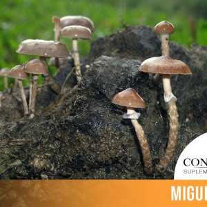 CINTILLO_BLOG-27 (1)