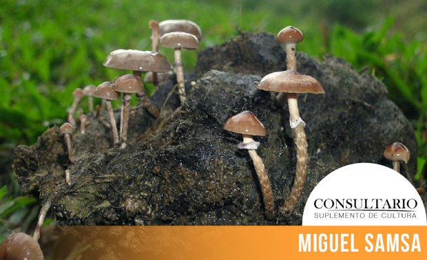 CINTILLO_BLOG-27 (1)