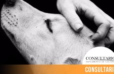 CINTILLO_BLOG-24 (3)