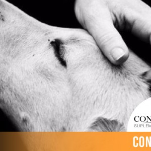 CINTILLO_BLOG-24 (3)