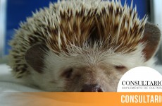 CINTILLO_BLOG-25 (3)