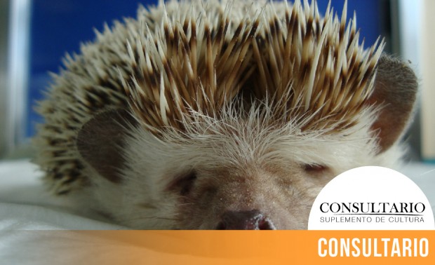 CINTILLO_BLOG-25 (3)