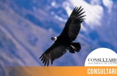 CINTILLO_BLOG-26 (1)