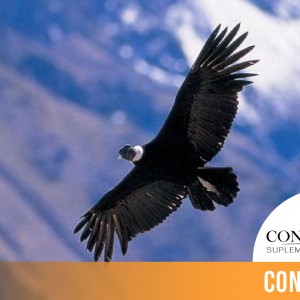 CINTILLO_BLOG-26 (1)