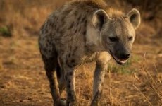 04 La soledad de las hienas.