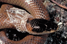 06 Ofidias, cambio de piel.