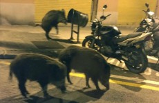 tres-jabalis-calle-america-barrio-barcelones-guinardo-1585129771760