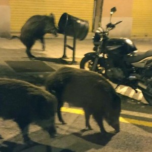 tres-jabalis-calle-america-barrio-barcelones-guinardo-1585129771760