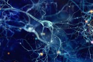 mecanismo-de-sincronizacion-cerebral-facilita-el-aprendizaje-del-lenguaje-822x617