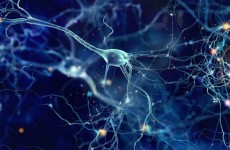 mecanismo-de-sincronizacion-cerebral-facilita-el-aprendizaje-del-lenguaje-822x617